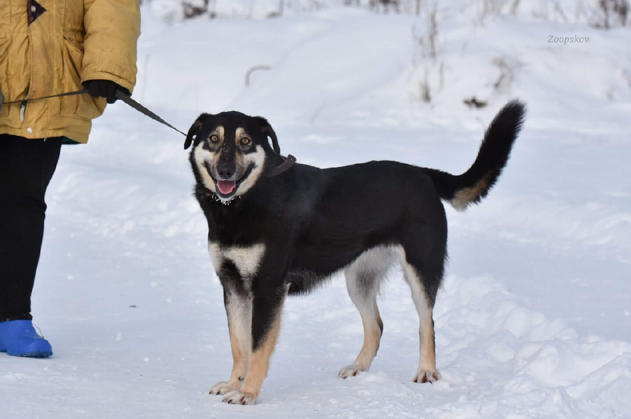 Шанс приют для животных псков адрес. Псков собака. Собаки псков. Собаки псков. Приют для животных шанс псков.